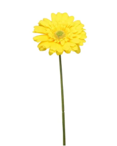 Single Gerbera 72cm Yellow