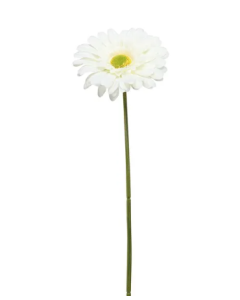 Single Gerbera 72cm Cream