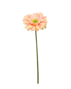 Single Gerbera 72cm Peach