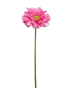 Single Gerbera 72cm Beauty