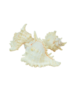 Shells - Elephant Multi App 6" x 3pcs