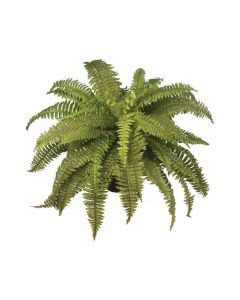 Boston Fern x 48 Leaves - 53cm