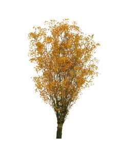Preserved Gypsophila - Orange