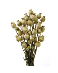 Dried Poppy Heads (Papaver) Bunch