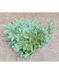 Fresh Spruce Bundle