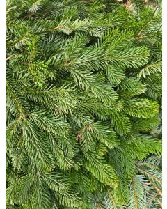 Fresh Foliage Bundle