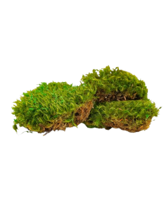 Preserved Provence Moss