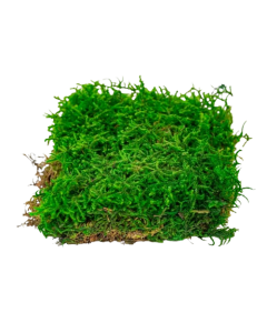 Preserved Curly Moss