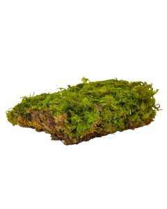 Preserved Fern Moss