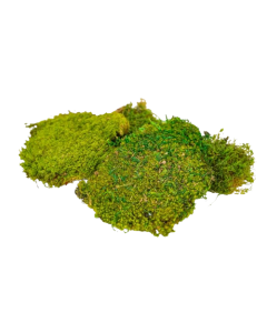 Preserved Plate Moss