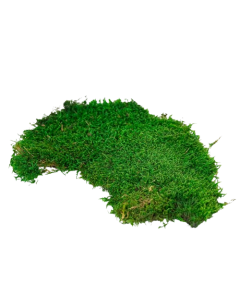 Preserved Mixed Flat Moss