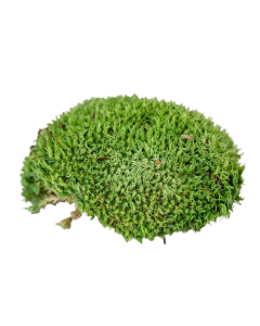 Ball Moss Natural
