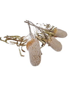 Banksia Prionotus Natural x 3 Pcs