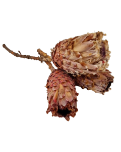 Protea Barbigera Natural x 3 Pcs