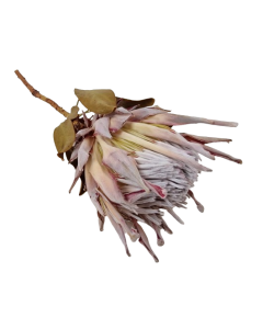 Protea Cynaroides Natural x 1