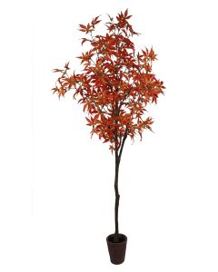 180cm Maple Tree In Terracotta Planter