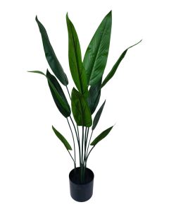 90cm Bird of Paradise Plant Black Plastic Planter