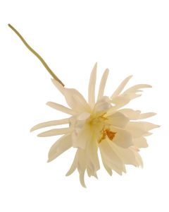 79cm Queen of the Night