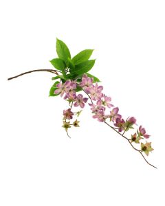 107cm Claire de Lune Clematis Lilac