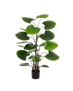 FT Fan Palm - 145cm