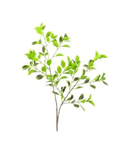 Mini Ficus Real Touch Var 98cm Variegated