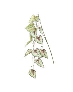 Begonia Hanging Spray 147cm Green/Pink
