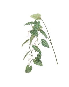 Alocasia Hanging Spray 147cm Green