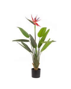 Bird Of Paradise In Pot 100cm
