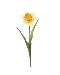 Daffodil 60cm
