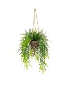 Hanging Fern in Pot - 56cm