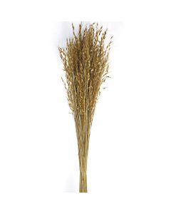 Princess Grass - Natural 80 - 100cm