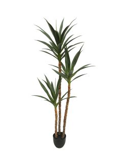 Artificial Yucca Tree In Pot 168cm UV Protected