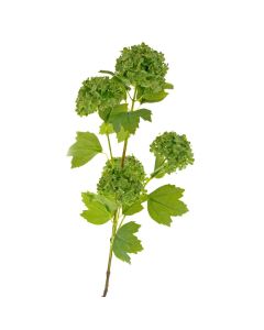 Snowball Viburnum Bush - Dark Green (6 heads, 96cm long)