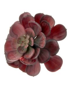 Artificial Succulent - Large Echeveria 15cm - Red