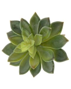 Artificial Succulent - Stonecrop 10cm - Green