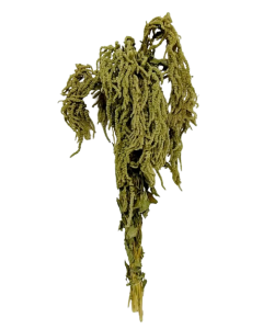 Amaranthus Caudatus Green