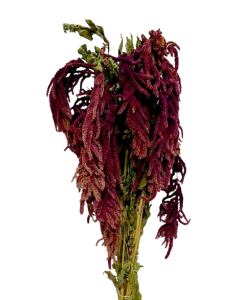 Amaranthus Caudatus Red
