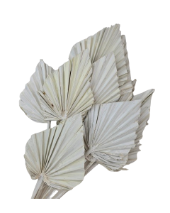 Palm Spear Misty White x 15