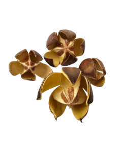 Wild Lily Natural x 20