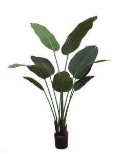 Travellers Palm U.V F.R - 150cm