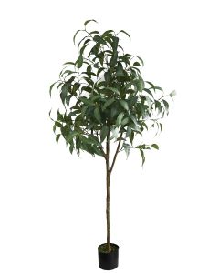 Eucalyptus Sugar Gum U.V F.R - 183cm