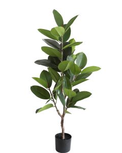 Rubber Plant U.V.F.R - 130cm