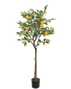 Lemon Tree U.V F.R - 150cm