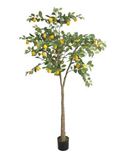 Lemon Tree U.V F.R - 200cm