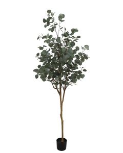 Eucalyptus Tree U.V F.R - 185cm