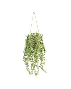 Peperomia In Hanging Basket 70cm