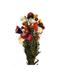 Dried Helichrysum Mixed Pink/Orange/Yellow/White