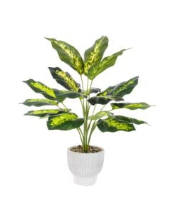 Dieffenbachia In Ceramic Pot App 40cm