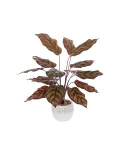 Calathea In Ceramic Pot App 40cm