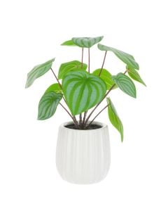 Scindapsus In Ceramic Pot 33cm